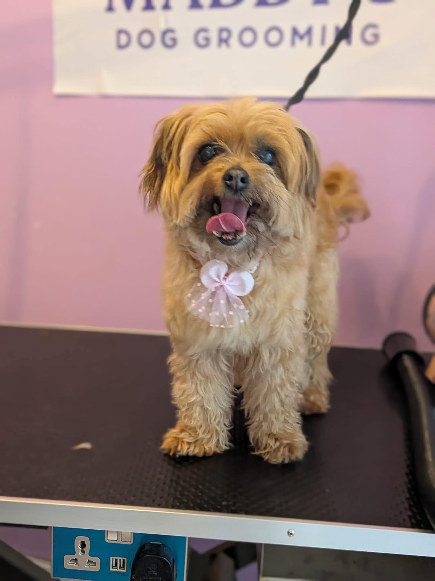 Adorable Cavapoo with pink bow tie