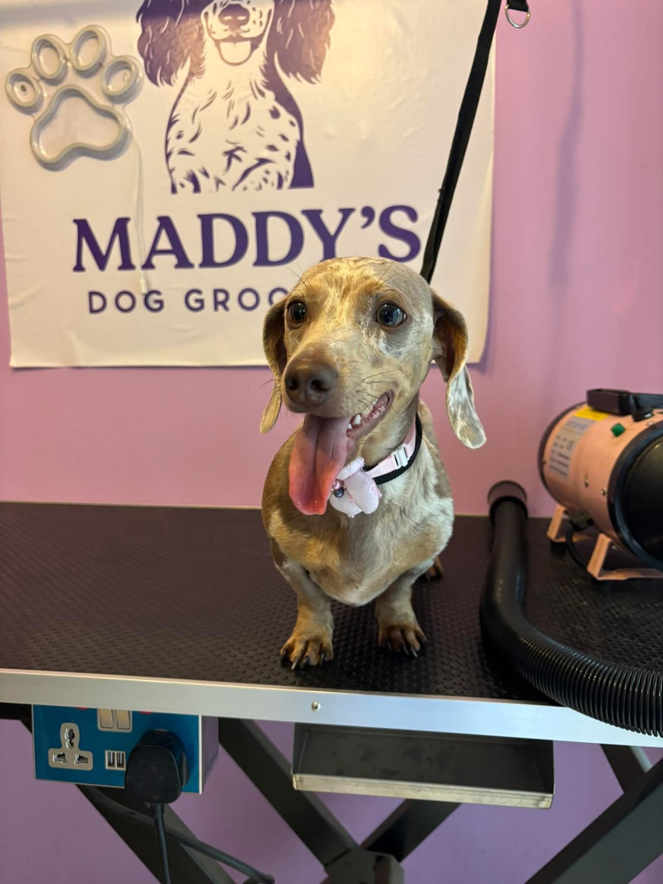 Happy Dachshund after grooming session